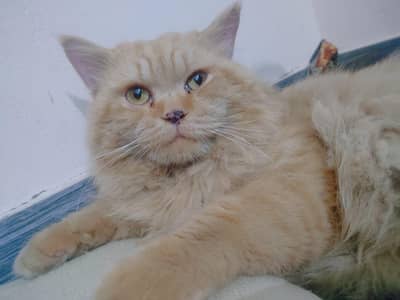 Persian Beautiful brown Colour male meeting available price 1k meeting