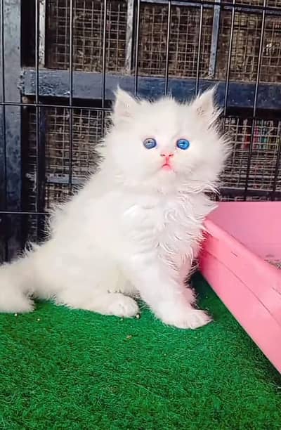 Persian Cats & Kittens for Sale may WhatsApp 03472175246