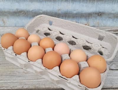 austrolop fertile eggs