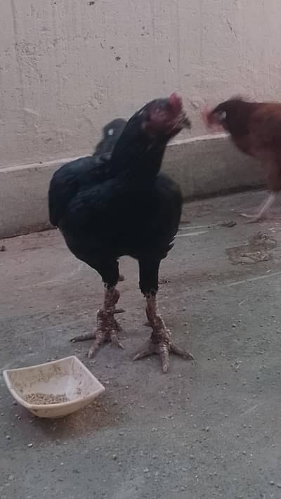 mushka aseel available for sale