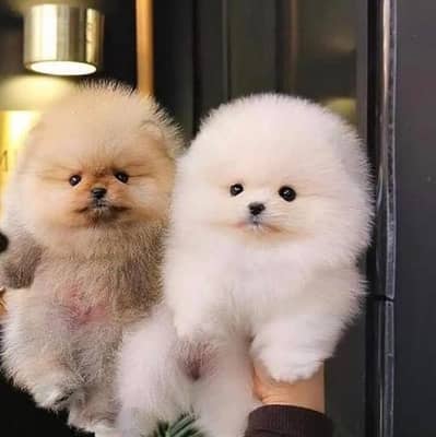 Pomeranian puppies