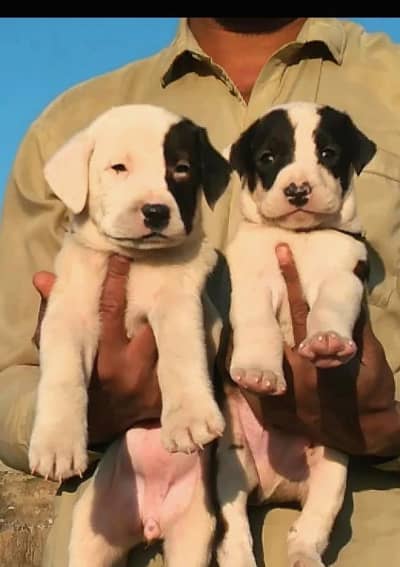 Paver bully gultair male female for sale available