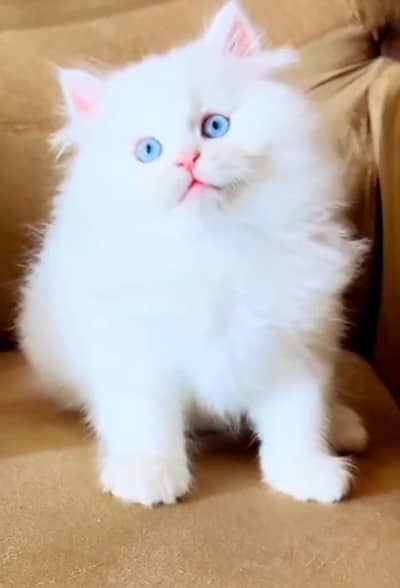 Persian Cats & Kittens for Sale may WhatsApp 03472175246