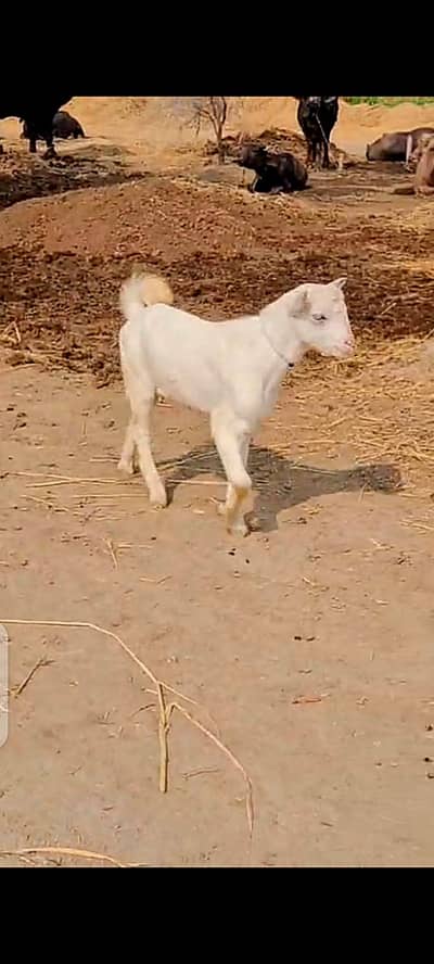 Gulabi Teda Male kid # 03274116585