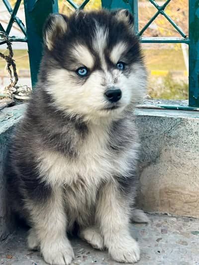 Siberian Husky Puppy