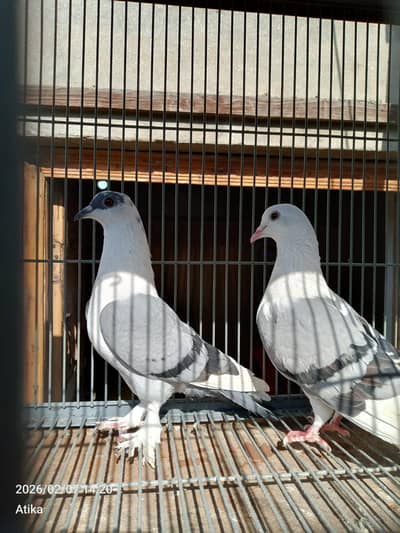 Sherazi pigeons pair