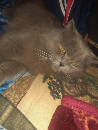 gray beautiful persian cat