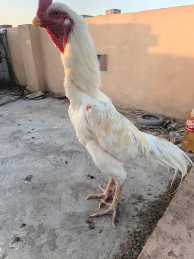 White O shamo breeder male