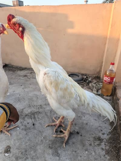 White O shamo breeder male