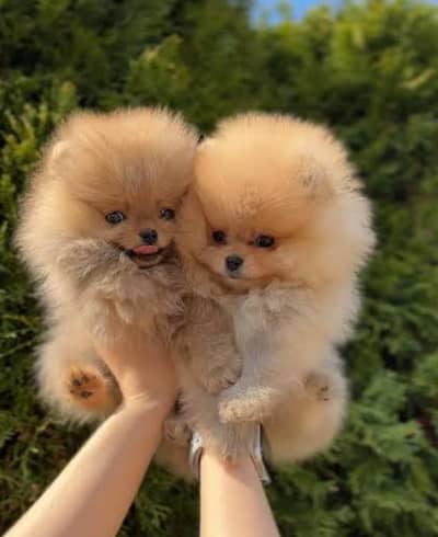 Pomeranian puppies
