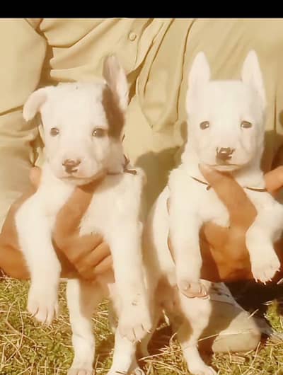 paver Guwahati gultair piar for sale available