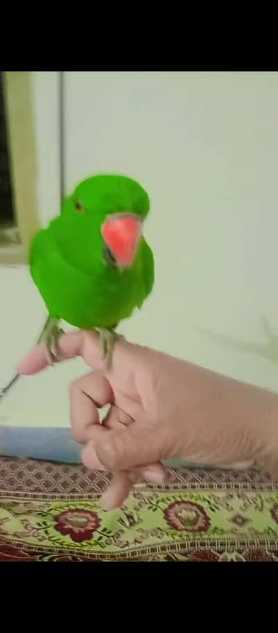 Green Parrot Sabz Tota Hand Tame Male