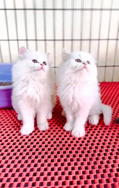 Persian Cats & Kittens for Sale may WhatsApp 03472175246
