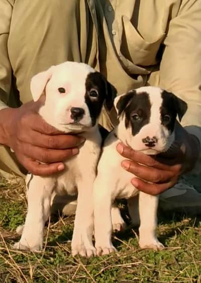 paver bully gultair piar for sale available