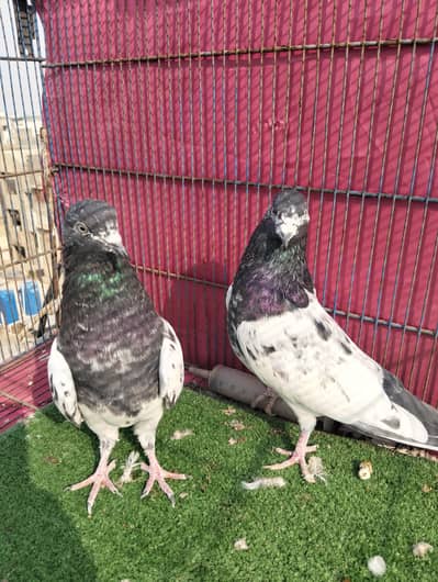 Rampuri ptha phati Female 5 Kali .  Es ki Urdu theek kar dain