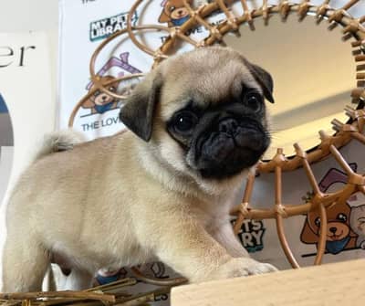 pug puppies 03111968618