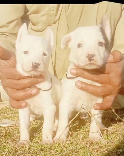 Guwahati gultair piar for sale available age 2 month