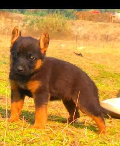 German Shepherd long coat male  for sale