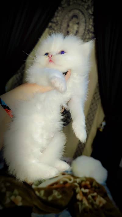 Persian kitten baby