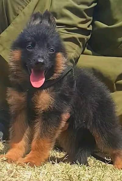 German Shepherd contact WhatsApp 0342===========9369==========990