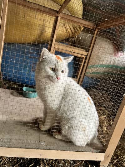 Beautiful Cat Nothing Price