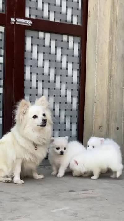 Russian puppies 03111968618