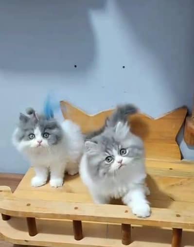 Persian Cats & Kittens for Sale may WhatsApp 03472175246