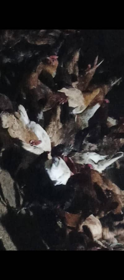 golden misri desi Ando wali special golden