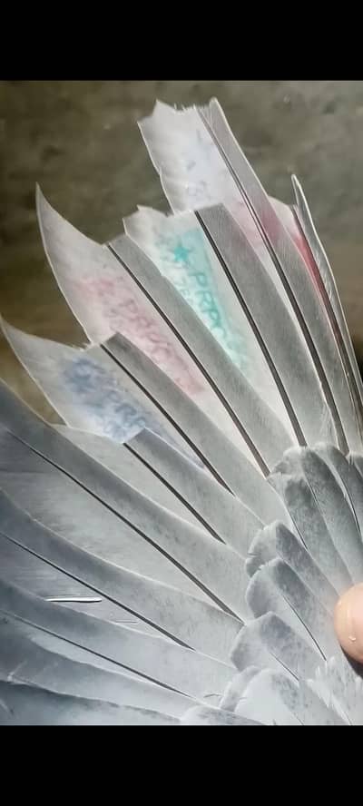 rasir female for sale  03335258458