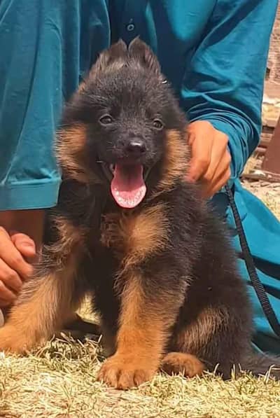 German Shepherd contact WhatsApp 0342=========9369=======990