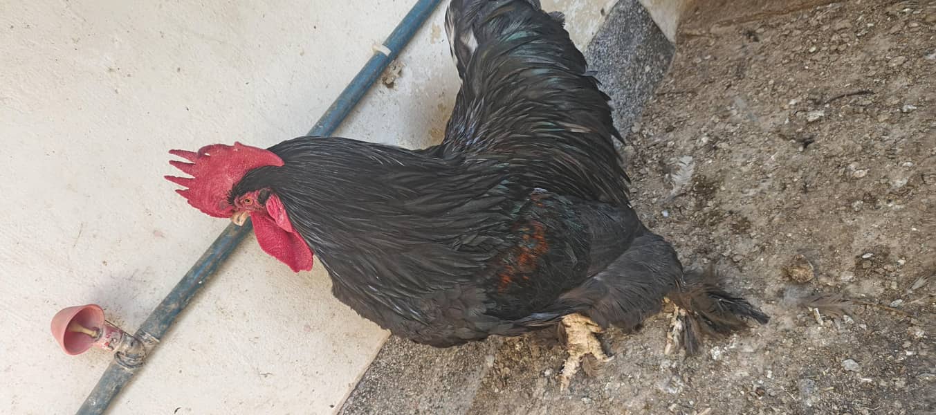 blue buff black buff 1