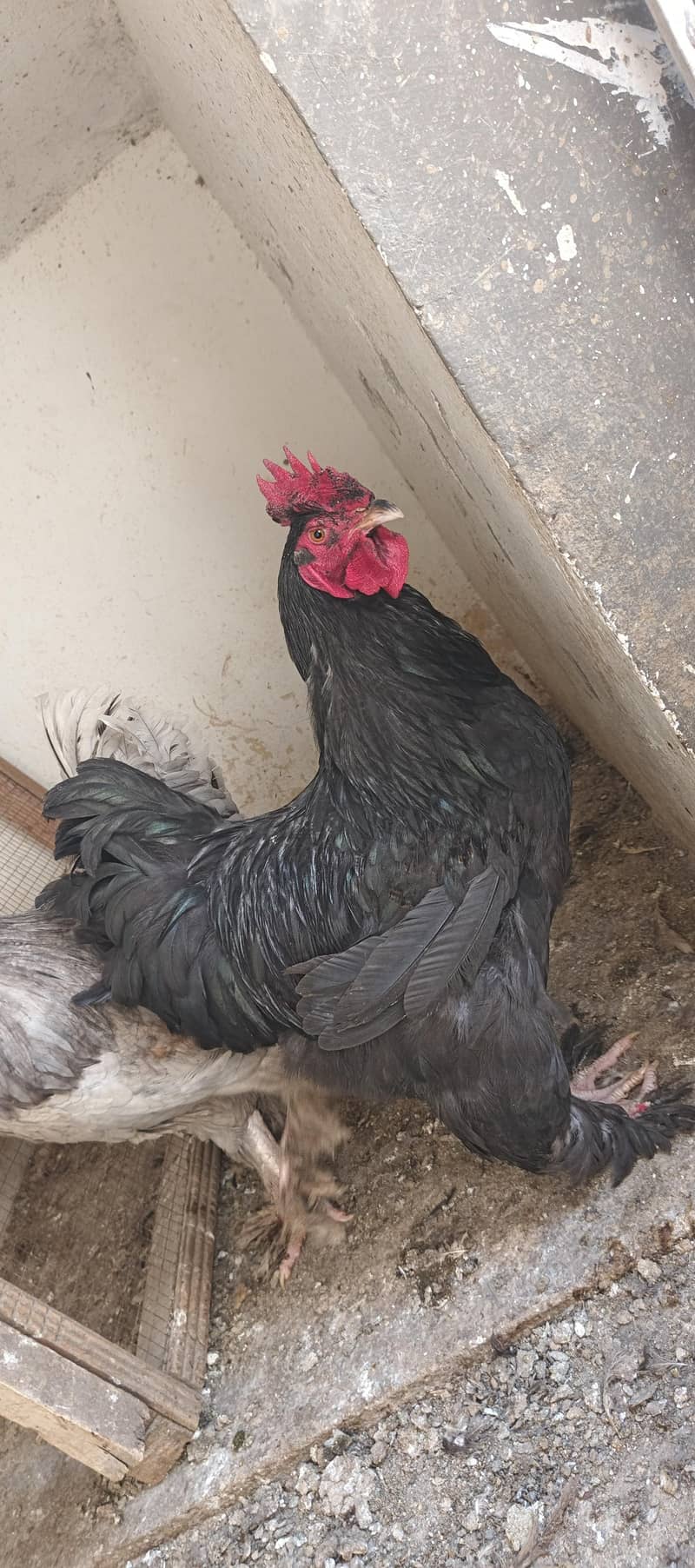 blue buff black buff 2