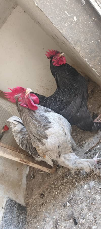 blue brahma male female