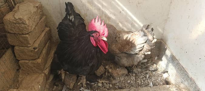 blue buff femail or  black male pair