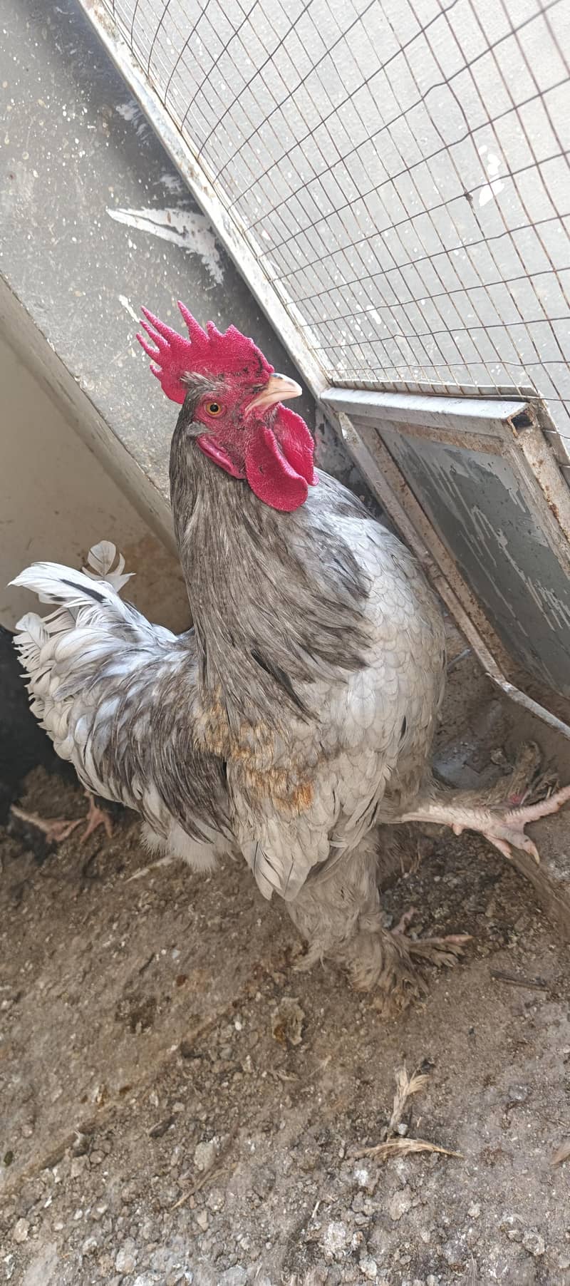 blue buff black buff 5