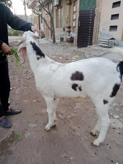 Qurbani ke Bakray Available