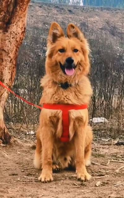 German Shepherd long coat male dog 7 month  for sale