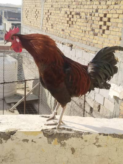 niski breeder pair. sentient breeder pair. fancy sentinent Desi murgha