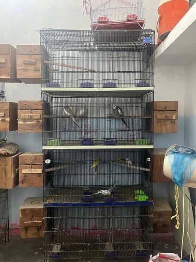 Master cage or normal cage available