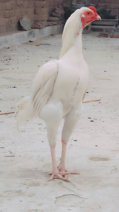 white Heera aseel chicks available