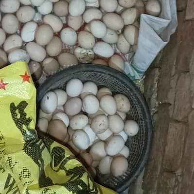desi fresh egg  30 rupay