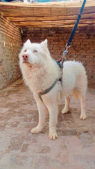 siberian husky for stud ,healthy and active dog