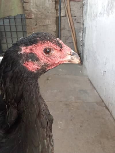 pure  Thai vietname murgi  and aseel Thai available h