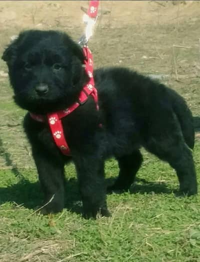 black Shepherd long coat male 2 month for sale