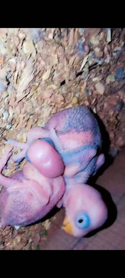 raw perrot chicks for sale