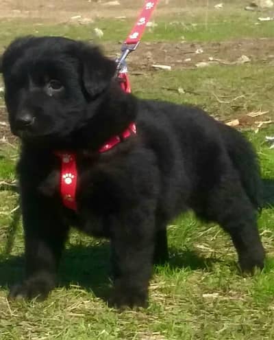 black German Shepherd long coat female age two month for sale