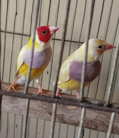 Lady gouldain for sale (Whatsapp: 03411125660)