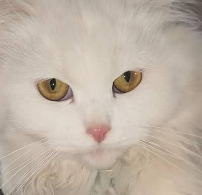 beautiful cat pair for sale very reasonable price