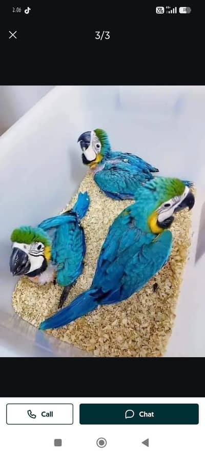 blue macaw parrot chicks for sale (03232848500)