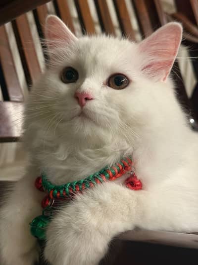 Pure Persian Cat Male 8 Months | Triple Coated | Healthy & Playful